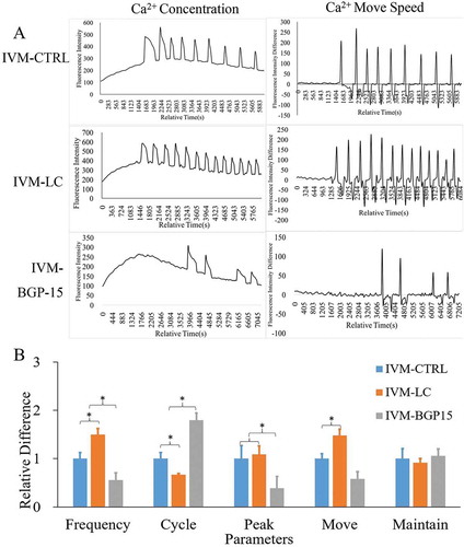 Figure 8. Influence of L-carnitine (LC) and BGP-15 on IVM oocyte oscillations. (a) [Ca2+]i oscillations in IVM-MII oocytes treated by L-carnitine and BGP-15. (b) Relative [Ca2+]i oscillation parameters after treatment with mitochondrial agonists. [Ca2+]i oscillations of LC treatment showed stronger patterns, while BGP-15 significantly reduced the quality of oocyte maturation. * indicated significant difference (P < 0.05) in comparison between the same parameter.