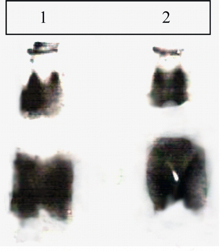 Figure 5.  Visualization of chymotrypsin-inhibiting isoforms from soybean using zymography. Lane 1, crude; Lane 2, F1 fraction; Lane 3, F2 fraction soybean cultivar MAUS-158; Lane 4, crude; Lane 5, F1 fraction; and Lane 6, F2 fraction from MAUS-61 cultivar.