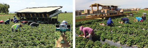 Figure 11. Harvesting aids “mercado” (left) and furrow-guided tongue (insert) and “Harvest Pro” (right) improve labor efficiency by reducing the time required to transfer and palletize boxes at the edge of the field.