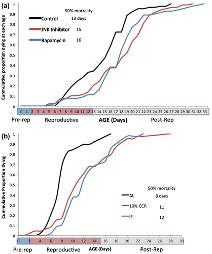 Figure 2. Cumulative age-specific mortality in Brachionus manjavacas. (a) The rapamycin and JNK inhibitor treatments received 1 µM continuous exposure. (b) AL – ad libitum feeding, CCR – chronic caloric restriction, IF – intermittent fasting. 50% mortality is the age at which cumulative mortality reaches 50%. Pre-rep – pre-reproductive, post-rep – post-reproductive phase of the life cycle.