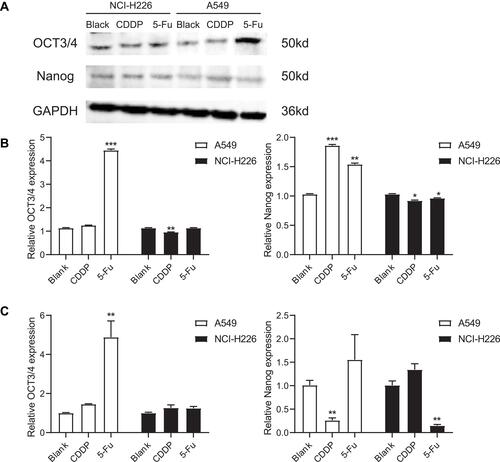 Figure 4 Western blot and qPCR were carried out to detect the expressions of OCT3/4 and Nanog. (A and B) The expressions of OCT3/4 and Nanog in A549 and NCI-H226 cells by Western blot, respectively. (C) The expressions of OCT3/4 and Nanog in A549 and NCI-H226 cells by qPCR. *P<0.05, **P<0.01 and ***P<0.001 vs Blank group.