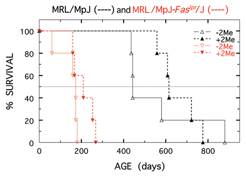 Figure 3 Longevity of MRL/MpJ (shown in black) and MRL/MpJ-Faslpr/J (shown in red) males not treated (open triangles) or treated with 10−2 M 2-Me starting at 50 days (closed triangles). Five mice per treatment.