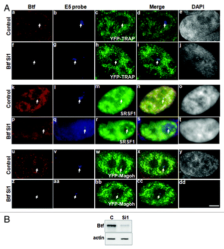 Figure 6. Depletion of Btf does not prevent recruitment of TRAP150 or Magoh to the BTM transcription site. (A) BTM HeLa cells were transiently transfected with YFP-TRAP150 or YFP-Magoh. Twenty-four hours post-transfection, the cells were again transfected with 60 pmoles of either control siRNA (panels a, k and u) or Btf siRNA 1 (panels f, p and z). 72 h after knockdown, the cells were processed for RNA-FISH localization of reporter RNA using oligos against exon 5 (panels b, g, l, q, v and aa) as describedCitation16 and immunofluorescence localization of Btf, splicing factor SF2/ASF or GFP. Arrows indicate the BTM transcription site. DNA was stained with DAPI. Scale Bar, 5 µm. (B) Immunoblot confirming depletion of Btf or TRAP150. Actin was used as a loading control.