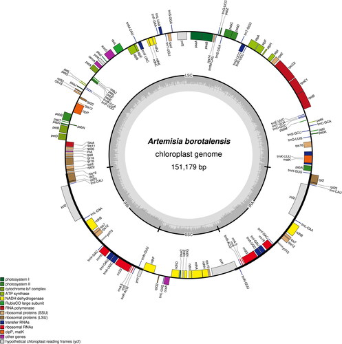 Figure 2. Circular chloroplast genome map for Artemisia borotalensis Poljakov. The colored bars indicate different functional gene groups. The thick lines of the large circle indicate the extent of the inverted repeat regions (IRa and IRb) that separate the genome into small single copy (SSC) and large single copy (LSC) regions, respectively. The darker gray columns in the inner circle correspond to the guanine-cytosine (GC) content, and the light gray columns to the adenosine-thymine (AT) content.
