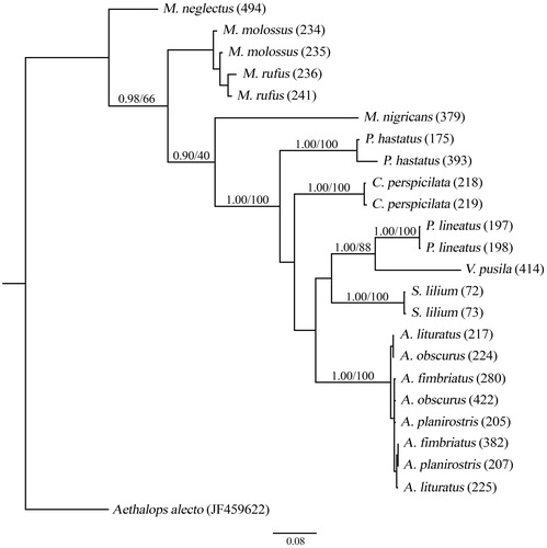 Figure 2. Phylogenetic tree constructed using partial fragments of the COI (595 bp) according to the substitution model GTR + I. Numbers above the branches represent a posteriori probability and bootstrap, respectively.
