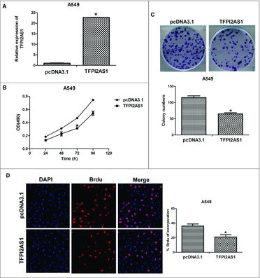 Figure 3. TFPI2AS1 overexpression inhibits cell proliferation in A549 cells. (A) The expression of TFPI2AS1 in A549 cells at 24 h-96 h post-transfection with pcDNA3.1/ TFPI2AS1-full was measured by qRT-PCR. (B) A549 cells transfected with pcDNA3.1/ TFPI2AS1-full were trypsinized and plated into 96-well plates for MTT assay. (C) Colony formation of A549 cells 14 days after transfection with pcDNA3.1/TFPI2AS1-full. (D) After transfection with pcDNA3.1/TFPI2AS1-full for 48 h, A549 cell proliferation was measured by a Brdu incorporation assay. The proliferating cells that recently underwent DNA synthesis were labeled with Brdu (red), and total nuclei were visualized by DAPI (blue) staining. % Brdu presented as percent of Brdu incorporated cells within the transfected A549 cell population. *P < 0.05 vs control group. Data are expressed as the mean ± SD. of the experiments performed in triplicate.