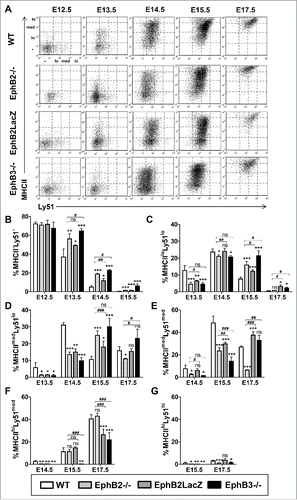 FIGURE 4. cTEC subsets defined by the expression of Ly51 and MHCII cell markers during fetal development (E12.5-E17.5) of both WT and EphB-deficient thymuses. (A) Dot plots show different TEC subsets defined by Ly51/MHCII expression throughout thymus development. They are representative of different analyses of TEC subsets gated in the total EpCAM+CD45− epithelial cell population. (B) Proportions of MHCII−Ly51− cells in WT and EphB-deficient embryonic thymuses. Proportions of both MHCIIloLy51lo (C) and MHCIImedLy51lo (D) cells in WT and mutant thymuses. (E) Proportions of MHCIImedLy51med cells in WT and mutant embryonic thymuses. (F, G) Percentage of mature MHCIIhiLy51med (F) and MHCIIhiLy51hi (G) cTECs in WT and mutant embryonic thymuses. The significance of the Student's t-test probability is indicated as *p ≤ 0.05; **p ≤ 0.01; ***p ≤ 0.005 or #p ≤ 0.05; ##p ≤ 0.01; ###p ≤ 0.005. ns: non-significant.