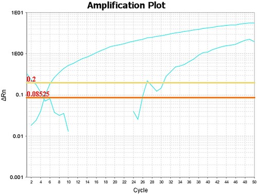 Figure 5. Amplification curves of TaqMan-based Real-time PCR assay using Coccidioides-specific TaqMan probes and fungal DNA extracted from LCM-isolated FFPE tissue as template.