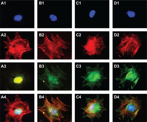 Figure 9 C3H10T1/2 cells were fluorescently stained after a 24-hour culture period on mechanically polished titanium (A), acid-etched titanium (B), 80 nm TiO2 nanotube arrays (C), and 30 nm TiO2 nanotube arrays (D).Notes: The blue nucleus is indicated in (1), the red cytoskeletal F-actin fibers are indicated in (2), the green adhered protein vinculin is indicated in (3), and the merged images are shown in (4) (400×).