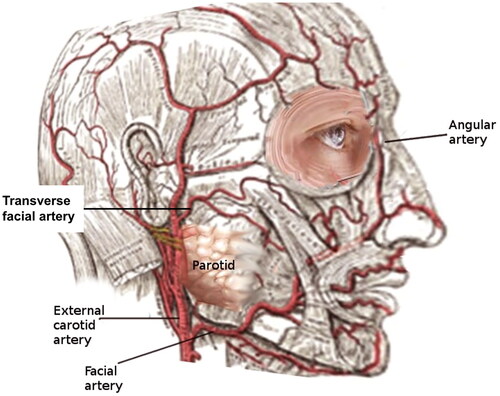 Figure 5. Normal facial artery branches from ECA and courses around the inferior border of the mandible before branching into the superior and inferior labial arteries, and LNA. FA, via LNA, ultimately terminates as AA at the medial canthus of the eye. Image source: [Citation1].
