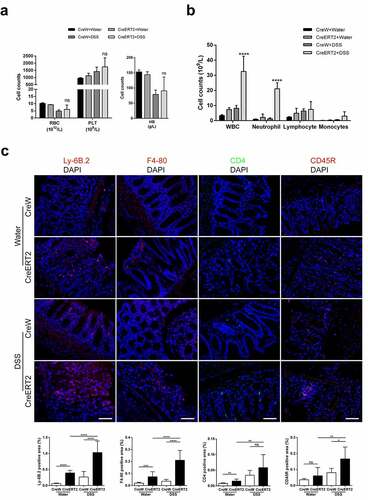 Figure 3. Loss of Cldn-7 increases colonic infiltration of leukocytes during experimental colitis. (a) Changes of hematological parameters in mice after induction of experimental colitis (n = 3–4). (b) Quantification of leukocytes (CreERT2+DSS vs CreW+DSS, ****p < .0001, n = 3–4). (c) Neutrophils, Macrophages, T cells and B cells were visualized by immunolabeling specific cellular markers, Ly-6B.2 (red), F4-80 (red), CD4 (green) and CD45R (red), correspondingly. DAPI was used to visualize nucleus (blue). Quantification of positive area was shown in the lower panels (n = 3). Scale bars: 25 µm. The symbols *, **, *** and **** indicate p < .05, p < .01, p < .001 and p < .0001, respectively. Images were acquired with Nikon Eclipse 80i microscope and analyzed by Image J software