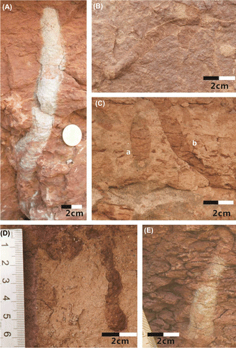 Figure 5. Occurrence characteristics of Beaconites and Gastruichnus in the Upper Cretaceous of Xixia Basin. (A) B. coronus, (B) B. antarcticus, (C-a) B. coronus, (C-b), B. capronus, (D, E) G. xixiaensis.