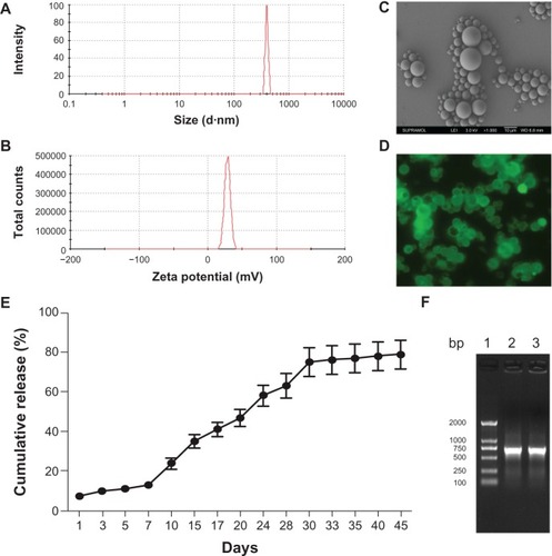 Figure 2 Physical characteristics of pBMP-2/PEI nanoparticles, morphology of PLGA@pBMP-2/PEI, and release assay of pBMP-2. (A) Size distribution of BMP-2/PEI nanoparticles; (B) Zeta potential of BMP-2/PEI nanoparticles; (C) Scanning electron microscope image of PLGA@pBMP-2/PEI; (D) Fluorescence image of PLGA@pBMP-2/PEI/FITC; (E) pBMP-2 release profile from PLGA@pBMP-2/PEI in PBS; (F) PCR assays to confirm pBMP-2 releasing into the PBS buffer. Lane 1: DNA marker. Lane 2: PCR amplicon of original pBMP-2 plasmid. Lane 3: PCR amplicon from day 7 PBS bufferAbbreviations: PLGA@pBMP-2/PEI/FITC, poly(lactic-co-glycolic acid)@plasmid of bone morphogenetic protein 2/polyethlenimine/fluorescein isothiocyanate; bp, base pair; PCR, polymerase chain reaction; PBS, phosphate buffered salin.