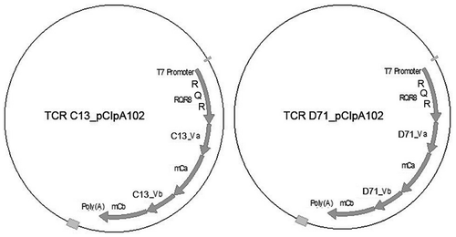 Figure 1. TCR cloning.The sequences for TCR C13 and D71 were codon optimized and modified to express mouse constant regions (mC). Both TCRs were cloned into vector pCIpA102 downstream of the suicide-marker-sorter gene RQR8. The RQR8 construct consists of a minimal binding epitope from CD34 (Q) flanked by CD20 epitopes (R) that bind rituximab.Citation38 mCb: Murine constant beta TCR region; mCa: Murine constant alpha TCR region; Va: Variable alpha TCR region; Vb: variable beta TCR region.