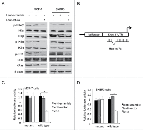 Figure 3. KRas is a direct target of let-7a. (A) The protein expression levels were determined in MCF-7 and SKBR3 cells transfected lenti-let-7a or lenti-scramble by western blot. (B-D) Luciferase activities were analyzed in 2 breast cell lines 36h after cotransfection of let-7a with either mutant or wild-type KRas luciferase reporter vectors.