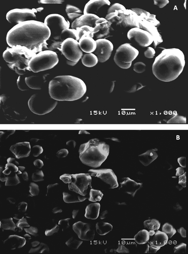 Figura adicional 2. Microfotografías electrónicas de barrido (MEB) de almidón de semillas de Parota (A) y maíz (B) (×1000). Supplementary Figure 2. Scanning electronic micrographs of parota seed (A) and corn (B) starches (×1000).