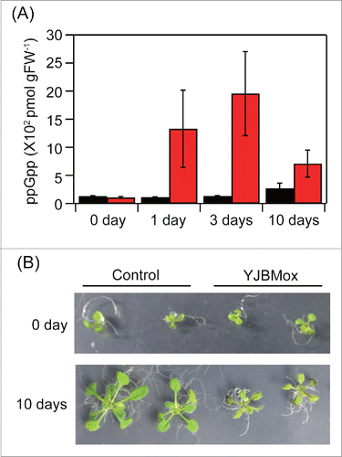 Figure 1. ppGpp overaccumulation results in retarded growth of Arabidopsis. The yjbM geneCitation13 was synthesized in vitro with adapting its codon usage for expression in Arabidopsis. The DNA fragment was cloned into the estrogen-inducible expression vector pER8 at its SpeI and XhoI sites.Citation15 The resulting plasmid was introduced into Arabidopsis wild type (ecotype Columbia) by the Agrobacterium transformation method,Citation16 and the obtained mutant was designated as YJBMox. As a control, the empty vector (pER8) was also introduced. (A) Plants grown in MS medium for 10 days were transferred to the MS medium containing 2 μM β-estradiol, and ppGpp levels in each line were quantified after 0, 1, 3, and 10-days. (B) Phenotypes of plants 0 and 10 days after the transfer.