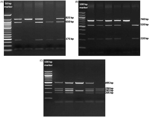 Figure 1. Genotyping for the BsmI, ApaI, and TaqI polymorphims in the VDR gene. (A) Representative gel showing the genotype for BsmI. The first lane of gel contains a 50 bp DNA ladder. (B) Representative gel showing the genotype for ApaI. The first lane of gel contains a 100 bp DNA ladder. (C) Representative gel showing the genotype for TaqI. The first lane of gel contains a 100 bp DNA ladder.