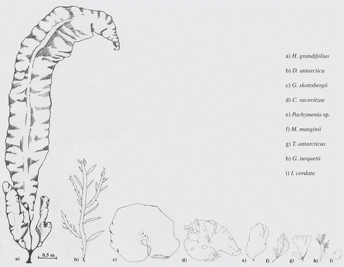 Fig. 1. Line drawings of size and morphology of the nine species used in this study.