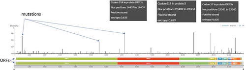 Figure 1. The genome and genomic features of the COVID-19 genome. Open reading frames are shown at the bottom, while mutations (nucleotide-diversity) as compared to the reference strain (Wuhan-Hu-1/2019) at the respective chromosomal locus are shown in the above panel. The top three most common mutations are annotated. The image is constructed from GISAID Next hCoV-19 app. The date of isolation of strains is mentioned at the bottom line. The data was accessed on 17th May 2020