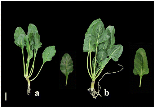 Figure 3 Seedlings developed from seeds of (a) diploid (“Felicita”) and (b) tetraploid (“AD 440”) genotypes 10 weeks after study initiation (bar = 5 cm)