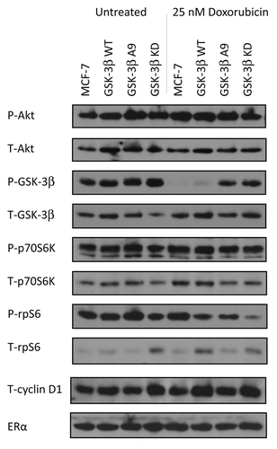 Figure 6. Western blot analysis of PI3K/Akt/GSK-3β and downstream signaling components in cells cultured in the absence and presence of doxorubicin. MCF-7, MCF-7/GSK-3β(WT), MCF-7/GSK-3β(A9), and MCF-7/GSK-3β(KD) cells were cultured for 24 h either in the absence or presence of 25 nM doxorubicin and then the cells were lysed and protein lysates prepared. Proteins were electrophoresed and western blots prepared and probed with the various antibodies. Bands were normalized to the untreated control (MCF-7) through densitometry with ImageJ software (obtained through the National Institutes of Health).