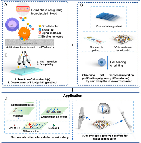 Figure 3 Schematic illustration of the main content of inkjet bioprinting. (A) Concise depiction of the cellular environment reveals the presence of cell-fate associated biomolecules that are secreted by cells, existing in both liquid and solid phases within the living organism. (B) High resolution and overprinting strategy developed inkjet bioprinting. (C) Concentration gradient, pattern, and molecular pattern alone or their combination can be printed by the inkjet printer. (D) Through the application of printing technology, biomolecule patterns have been utilized in the study of cellular behavior and tissue regeneration. Reproduced with permission from Li X, Liu B, Pei B, et al. Inkjet Bioprinting of Biomaterials. Chem Rev. 2020;120(19):10793–10833.Citation49 Copyright 2020, American Chemical Society.