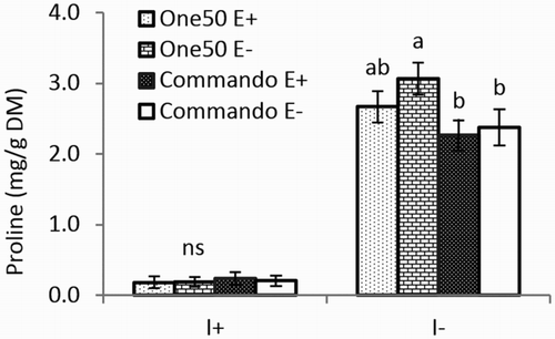 Figure 1. Proline concentration of One50 and Commando with endophyte (E+) and without endophyte (E−) under irrigated (I+) and non-irrigated (I−) conditions.