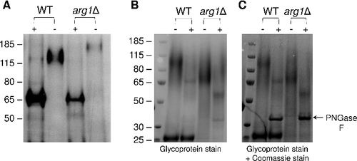Figure 9.  N-linked mannosylation of Plb1 and secretome composition are altered in arg1Δ. Cryptococcal secretions, each containing 40 µg of protein, were collected from WT and arg1Δ, treated with PNGase F (+), resolved by SDS-PAGE and subjected to either (A) anti-Plb1 Western blotting, (B) glycoprotein staining or (C) glycoprotein staining followed by Commassie staining. In (C), the arrow indicates the position of the PNGase F enzyme