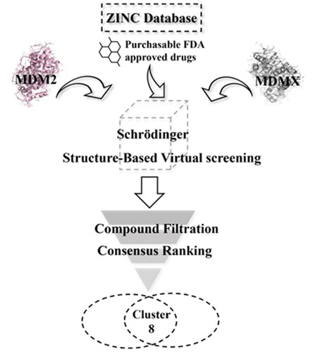 Figure 3. Virtual screening workflow for the identification of MDM2/MDMX dual inhibitors.