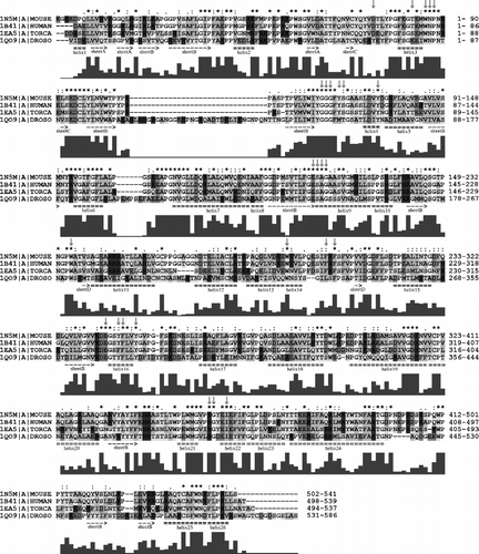 Figure 2 Alignment of primary structures of AChE sequences from Homo sapiens (HUMAN), Mus musculus (MOUSE), Torpedo californica (TORCA) and Drosophila melanogaster (DROSO). Positions of secondary structures depicted under alignment are taken from mouse 1N5M AChE structure. The red arrows point to active site residues. The grey row of bars under each row of alignment is a graphical representation of the alignment score for each column of residues. The score is also marked by signs (star, colon, full stop, space) above the alignment rows. Aminoacid residues are highlighted by colours: acidic (D,E) are red, basic (K,R,H) are blue, polar (N,Q,S,C,T,W,Y) are yellow, non-polar (A,V,L,I,M,F) are green and the others (P,G) stayed white. The far right column shows the number of the last residue in the row. Colour online version. (Please see colour online)