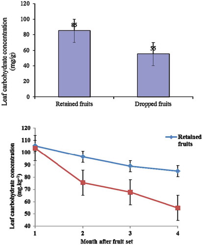 Figure 6. Leaf carbohydrate concentration in the retained fruit and the dropped fruit of pummelo cultivar Thong Dee at 1–4 months after fruit set (P < 0.05). The vertical bars presented the standard error of mean.