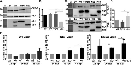 Figure 5. Effects of NS1 variants on protein kinase R (PKR) activation and interaction. NS1 modulates PKR activation. HEK293T cells were transfected with empty vector (EV), or plasmid expressing an NS1 protein variant (WT, T375G or NS3), followed by stimulation of PKR activation by the transfection of 150 ng/ml poly I:C for 4 hr. The phosphorylation level of PKR was monitored by Western blot analysis (A), and PKR activation level relative to EV was estimated and plotted (B). NS1 variants interact with PKR. HEK293T cells were transfected with plasmids expressing hemagglutinin (HA)-tagged PKR together with either EV or one of the constructs expressing an NS1 isoform. After transfection, FLAG-IP and immunoblotting were performed (C). The level of PKR-NS1 interaction relative to WT NS1031 was estimated and plotted (D). Replication efficiency of reassortant RG-AIVs in A549 cells deficient in PKR function was determined (E). Human A549 cells without (WT) or with knockout (KO) of PKR function were infected with reassortant RG-AIVs expressing WT NS1, NS3, or T375G for 12, 36 and 48 hpi. The titres of virus progenies were determined by the standard plaque assay. The titre of each virus in PKR-WT cells was set as 1, and the relative viral yields in infected PKR-KO cells were then calculated. All experiments were conducted in triplicate. *p < 0.05, **p < 0.01.