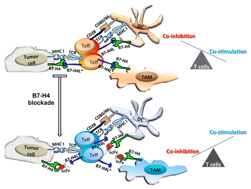 Figure 1. Blocking B7-H4 in the tumor microenvironment with specific antibodies potentiates antitumor immune responses. T cells recognize antigens complexed with MHC class I (MHCI) molecules on the surface of antigen-presenting cells (APCs) and some cancer cells, through the T-cell receptor (TCR). The binding of B7-H4 expressed by malignant cells, APCs and tumor-associated macrophages (TAMs) to a putative ligand (B7-H4L*) on the surface of T cells significantly impairs the activation of the latter within the tumor microenvironment. The simultaneous blockade of B7-H4 on various cellular components of the tumor mass, as obtained with specific monoclonal antibodies, can revert T-cell inhibition and hence favor the elicitation of T cell-mediated antitumor responses.