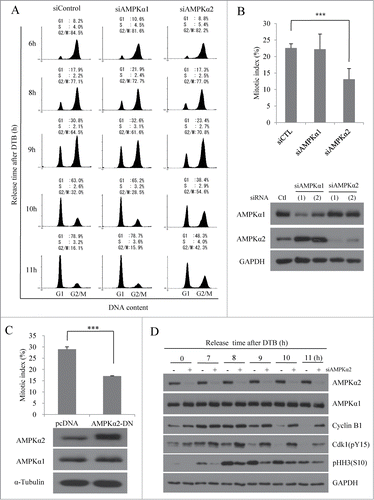 Figure 3 (See previous page). Depletion of AMPKα2, but not AMPKα1, delays the mitotic entry. HeLa cells transfected with a control siRNA-, AMPKα1-, or AMPKα2-specific siRNAs were synchronized at the G1/S border by DTB and released for the indicated times. (A) Cells were fixed, stained with propidium iodide, and analyzed by flow cytometry. The percentages of cells in G1, S, and G2/M phases are indicated. (B) At 9 h after the release from DTB, cells were stained with aceto-orcein solution and mitotic cells were counted. Cells were lysed, and expression of AMPKα1 and AMPKα2 was analyzed by Western blot analysis using specific antibodies. Detection of GAPDH served as a loading control. ***, p < 0.001 by one-way ANOVA analysis. (C) HeLa cells transfected with pcDNA or AMPKα2-DN construct were synchronized at the G1/S border by DTB and released for 8 h before analysis. Cells were stained with aceto-orcein solution and mitotic cells were counted. Cells were also lysed, and expression of AMPKα2-DN construct was analyzed by Western blot analysis using specific antibodies. Detection of α-tubulin served as a loading control. ***, P < 0.001 by Student's t-test. (D) HeLa cells transfected with a control siRNA, or AMPKα2-specific siRNAs were synchronized at the G1/S border by DTB and released for the indicated times. Cells were lysed, and subjected to SDS-PAGE and immunoblot analysis using indicated antibodies. Detection of GAPDH served as a loading control.