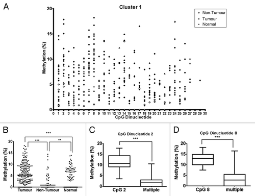 Figure 4. Pyrosequencing analysis of RCC patient and normal control samples. (A) RCC patient kidney gDNA samples were analyzed by pyrosequencing. The Cluster 1 region was sequenced from one PCR product, using two different sequencing primers that enabled coverage of 29 CpG dinucleotides. Each symbol represents the methylation level (%) of an individual sample at each CpG dinucleotide, with filled circles denoting RCC tumor samples (n = 12), open circles denoting adjacent non-tumor kidney samples (n = 3) and filled triangles denoting normal control samples (n = 12). (B) RCC patient samples and normal control samples for the first 17 CpG dinucleotides. ***p < 0.0001, **p < 0.01. (C) and (D) Methylation level of specific CpG dinucleotides within the tumor sample set were compared against each other. Two CpG dinucleotides in Cluster 1, CpG 2 (C) and CpG 8 (D), showed a significantly higher methylation level compared with the remaining CpGs in the sample pool (multiple). Boxes represent mean ± SEM of % methylation. ***p < 0.0001 for CpG 2 vs. multiple and CpG 8 vs. multiple; Mann–Whitney test.