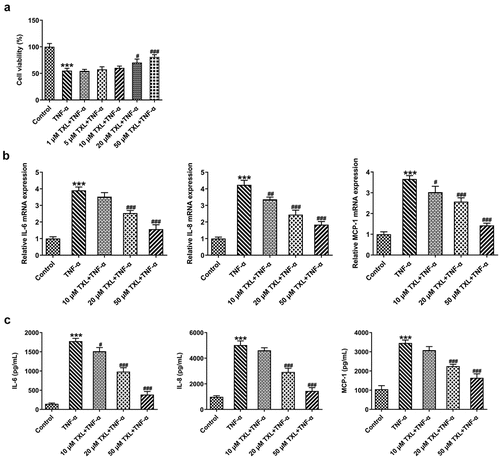 Figure 2. Taxifolin inhibits the inflammation and mucus formation in TNF-α-induced human bronchial epithelial cells. (a) The cell viability of TNF-α-induced BEAS-2B cells under TXL treatment. (b-c) The expressions of IL-6, IL-8, and MCP-1 in TNF-α-induced BEAS-2B cells treated by TXL. Data were expressed as mean ± standard deviation (SD). Each experiment was repeated at least three times. ***P < 0.001 Versus Control. #P < 0.05, ### P < 0.001 Versus TNF-α.