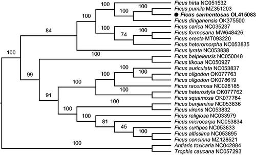 Figure 1. The maximum-likelihood phylogenetic tree based on complete chloroplast genomes. Numbers above the branches indicated the values from 10,000 ultrafast bootstrap.