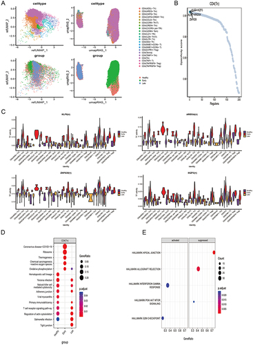 Figure 5 Transcription factors and functional analysis of CD4 Tn cells (A) UMAP plot of CD4 T cells with merged TF activity (B) CD4 Tn cell-specific transcription factors, the top five are labeled. (C) Highly expressed CD4 Tn specific transcription factors in the Early group. (D) KEGG analysis of CD4 Tn cells. (E) GSEA analysis of CD4 Tn cells.