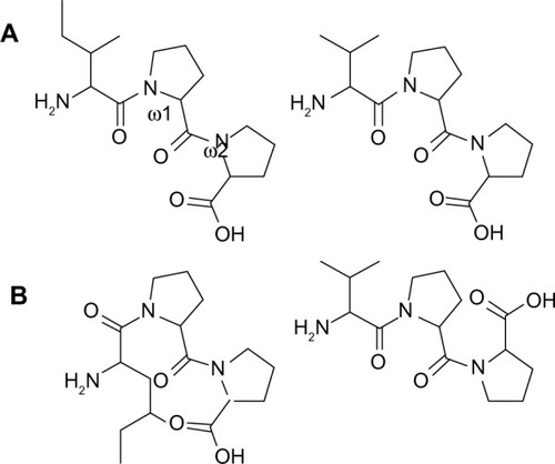 Figure 1 Different cis/trans configurations of the peptide bond.