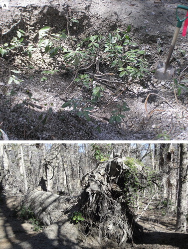 Figure 4. Photographs of the Cordón Caulle ash fall in a Nothofagus pumilio forest. A, Drimys andina survived despite being buried by ash for 6 months. B, A fallen tree provided a safe microsite for establishment of the shrub Ribes magellanicum, the herbaceous creeper Acaena ovalifolia, and the perennial herb Gunnera magellanica. Photographs: A, Thomas Veblen; B, Mauro González.