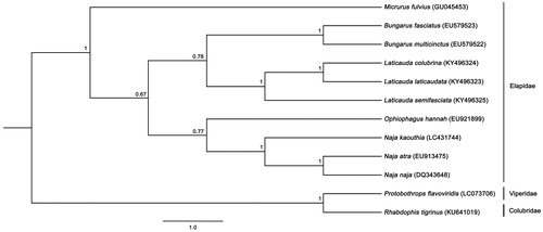 Figure 1. Phylogenetic relationships among 12 concatenated mitochondrial protein-coding genes without ND6 sequences of 12 mitochondrial genomes including Rhabdophis tigrinus and Protobothrops flavoviridis as the outgroup, inferred using Bayesian inference analysis. The complete mitochondrial genome sequence was downloaded from GenBank. Accession numbers are indicated in parentheses after the scientific names of each species. Support values at each node are Bayesian posterior probabilities while branch lengths represent the number of nucleotide substitutions per site.