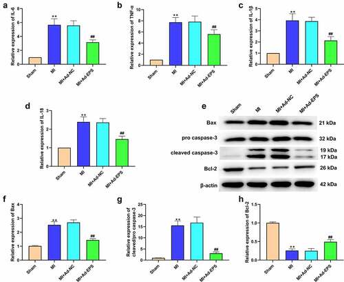 Figure 2. LincRNA-EPS attenuates inflammation and apoptosis in MI mice. (a-h) The MI mice (n = 5) were intramyocardially injected with control vectors or lincRNA-EPS adenoviral vectors. (a-d) The mRNA expressions of IL-6, TNF-α, IL-1β, and IL-18 were measured by qRT-PCR in mice. (e-h) The expressions of Bax, Bcl-2, caspase-3 and cleaved caspase-3 in heart tissues were assessed with Western blot. Data are presented as mean ± SD. Statistic significant differences were indicated: ** P < 0.01, ## P < 0.01.