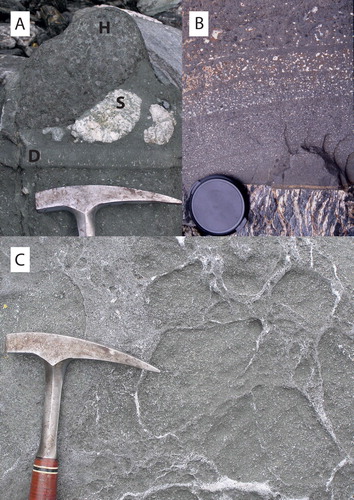 Figure 3. A, Syenite (S) and hornblendite (H) nodules in lamprophyre cut by thin dykelet (D) of chilled lamprophyre containing vertically aligned infilled vesicles, north bank of Haast River. B, Parallel bands of ocelli and chilled margin(s) in Fish River lamprophyre dyke. C, Lamprophyre with anastomosing array of felsic segregation net-veins, north bank of Haast River (colour online).