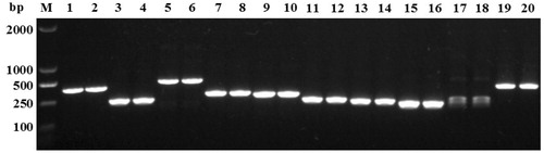 Figure 2. Test results of positive clones of SRAP fragments. Lanes 1 and 2, plasmid target fragment of 7 × 5-CL-300; lanes 3 and 4, plasmid target fragment of 4 × 12-CL-240; lanes 5 and 6, plasmid target fragment of 1 × 8-CL-510; lanes 7 and 8, plasmid target fragment of 3 × 9-CL-300; lanes 9 and 10, plasmid target fragment of 4 × 9-CL-300; lanes 11 and 12, plasmid target fragment of 3 × 4-CH-250; lanes 13 and 14, plasmid target fragment of 5 × 14-CL-240; lanes 15 and 16, plasmid target fragment of 6 × 4-CL-200; lanes 17 and 18, plasmid target fragment of 6 × 6-CL-250; lanes 19 and 20, plasmid target fragment of 1 × 6-CH-450; M: 2,000-bp ladder marker.