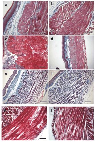 Figure 3. Microphotographs of muscular layers of esophagus (Masson Trichrome stained cross sections) exposed to different hyperthermic dosage: (a) control, 37°C × 60 s, (b) 40°C × 60 s, (c) 50°C × 30 s, (d) 50°C × 90 s, (e) 60°C × 30 s, (f) 60°C × 90 s, (g) 70°C × 60 s, and (H) 70°C × 90 s. First changes appeared at 50°C × 90 s (d) consisting mainly of variation of the tinctorial properties of the cells. Some areas appeared lighter than others. At thermal levels of 60 or 70°C, we observed signs of damage as alteration of architecture and integrity of sarcolemma, focal destruction of tissue, non-homogeneous coloration, alteration of staining characteristics, and disruption of the fibers and edema formation. Bars: 100 µm (a, b, c, g, h) and 200 µm (d, e, f).