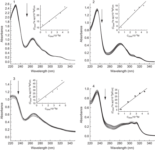 Figure 5.  Absorption spectra of four complexes 1, 2, 3, and 4 in the absence and presence of increasing amounts of FS-DNA ([complex] = 10 μM, [DNA] = 0–48 μM). Arrow shows absorbance changes upon increasing DNA concentration. Insets: plots of [DNA]/(ϵa – ϵf) versus [DNA] for titration of DNA with the four complexes.