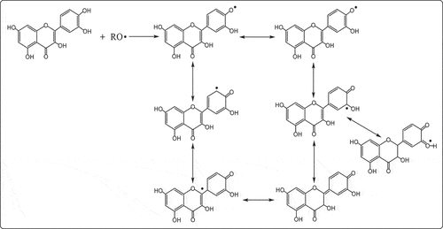 Figure 8. Possible reaction mechanism of flavonoids and free radicals (RO∙).