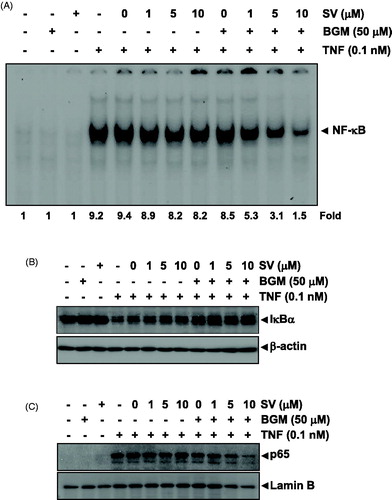 Figure 3. (A) Nuclear extracts were prepared from untreated KBM-5 cells or cells pretreated with 10 μM SV in the presence or absence of 50 μM BGM for 12 h, stimulated 0.1 nM TNF for 30 min, and then assayed for NF-κB binding to DNA by EMSA. (B) Cytoplasmic extracts were prepared from untreated KBM-5 cells or cells pretreated with 10 μM SV in the presence or absence of 50 μM BGM for 12 h, incubated 0.1 nM TNF for 30 min, and then subjected to Western blotting using antibody against the IκBα. β-Actin was used as a loading control. (C) Nuclear extracts were prepared from untreated KBM-5 cells or cells pretreated with 10 μM SV in the presence or absence of 50 μM BGM for 12 h, stimulated 0.1 nM TNF for 30 min, and then subjected to Western blotting using antibody against the p65. Lamin B was used as a loading control.