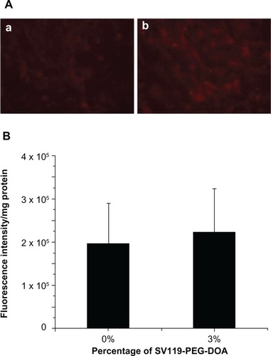Figure 4 Cellular uptake of liposomes by BEAS-2B cells. Microscopic images (A), and quantitative analysis (B) (n = 4, mean ± SD). The percentage of SV119-PEG-DOA in the total lipid was 0% (a), or 3% (b).Abbreviations: DOA, dioleyl amido aspartic acid; PEG, polyethylene glycol.